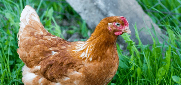 Hybrid-Egg-Laying-Chicken Hybrid-Egg-Laying-Chicken