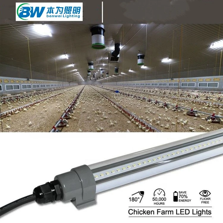 led chicken light