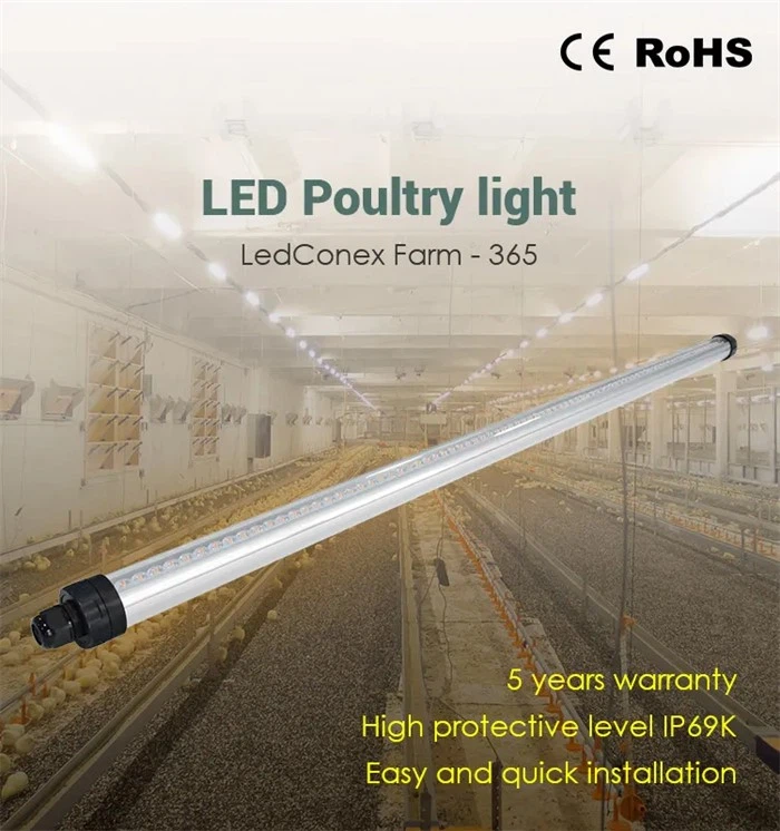 chicken light tubes4