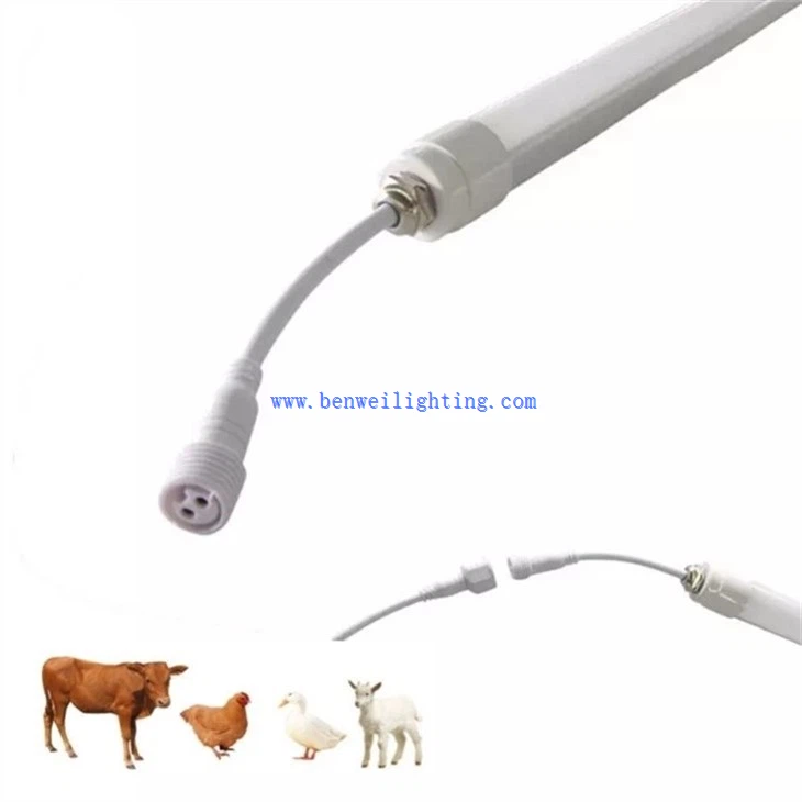 Cattle raising lamp (1)